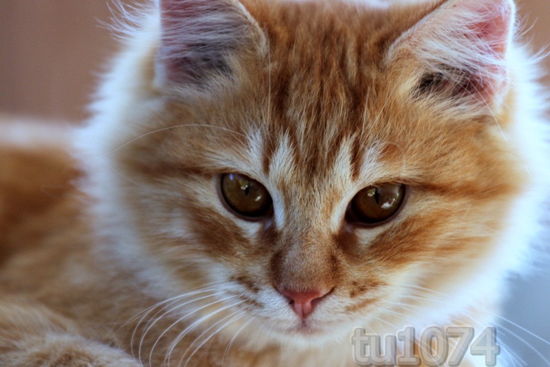 Рыжий котик кошки кото-мания кото-кото