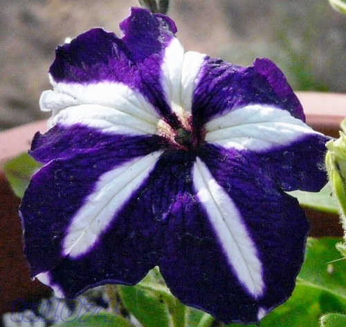alb-violet