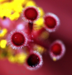 hibiscus 1