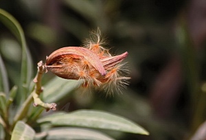 seminte-seeds   (Canon EOS)