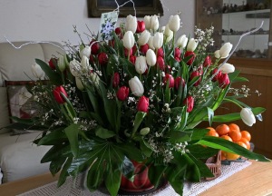 80 lalele-tulips tx